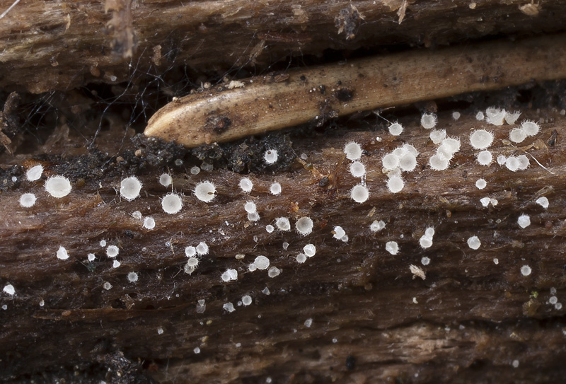 Hyaloscypha leuconica var. bulbopilosa